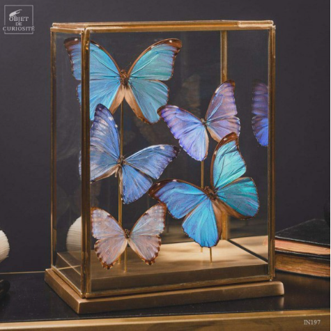 5 papillons MORPHO sous globe rectangulaire