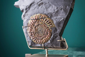 Ammolite de Somerset (UK) 1.64kg sur gangue