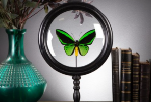 Papillon ORNITHOPTERA PRIAMUS MALE dans reliquaire